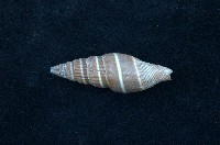 藏品(黑筆螺)的圖片